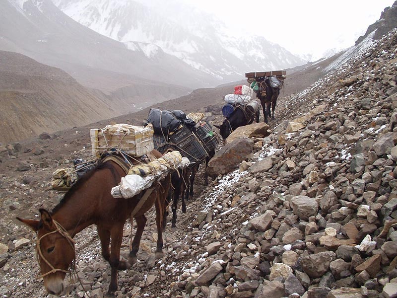 donkeys carrying goods for human