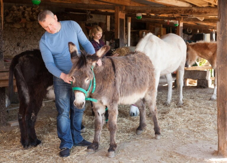 How Tall Are Donkeys? Facts & FAQs (With Size & Growth Chart) Pet Keen