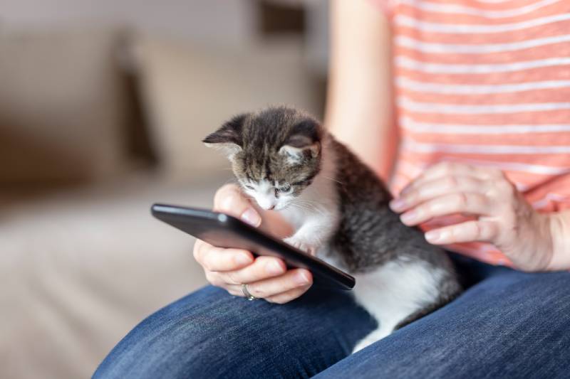female holding phone while kitten is looking at the screen