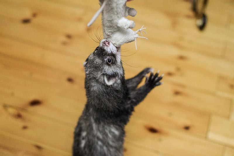ferret plays with a toy