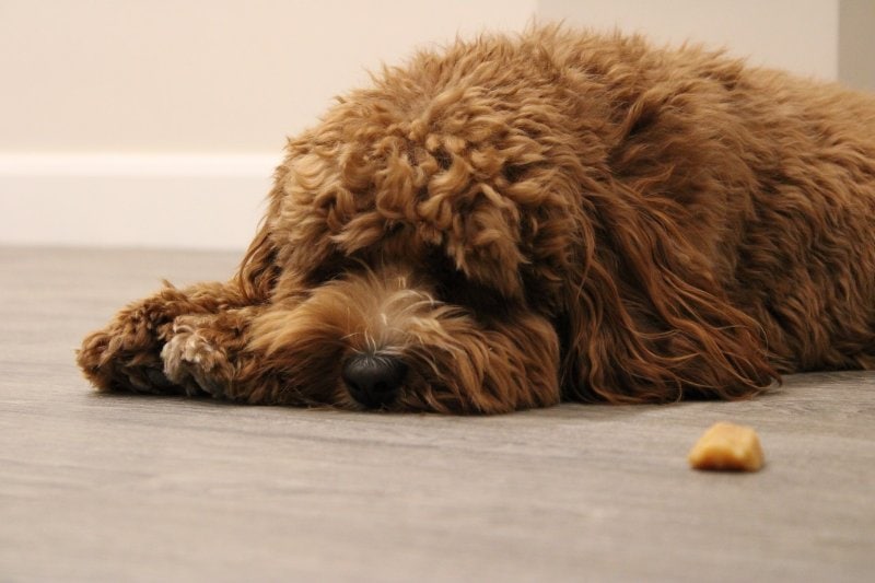 fluffy brown dog lying down in front of a treat