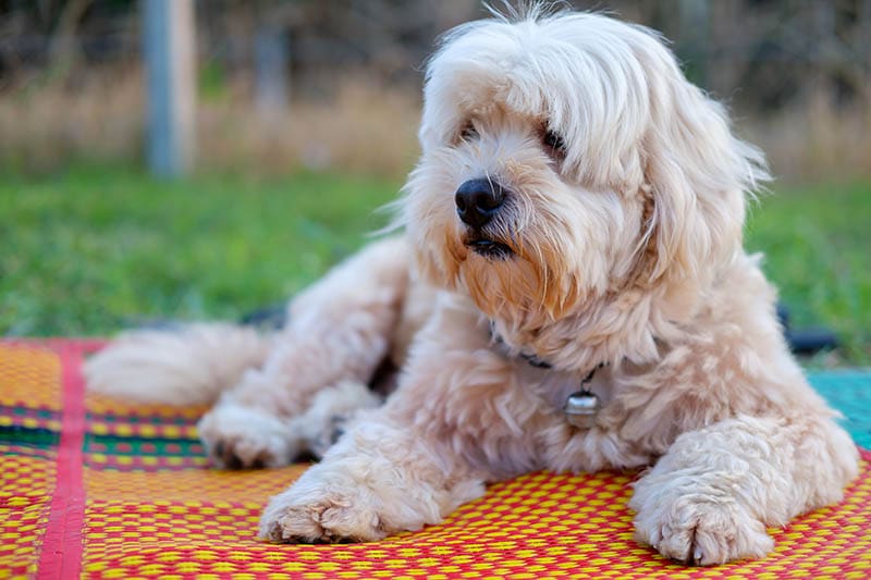 perro lindo y esponjoso agazapado en la alfombra.