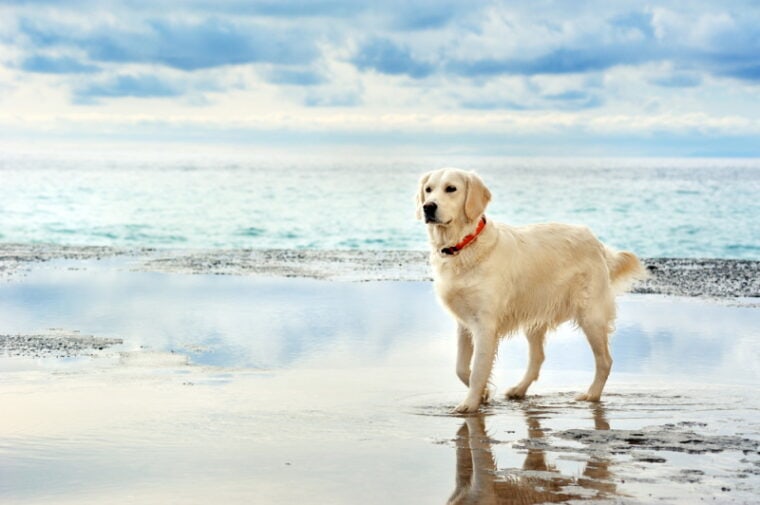 golden retriever dog in the beach