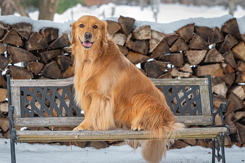 golden retriever portrait on bench in the snow.