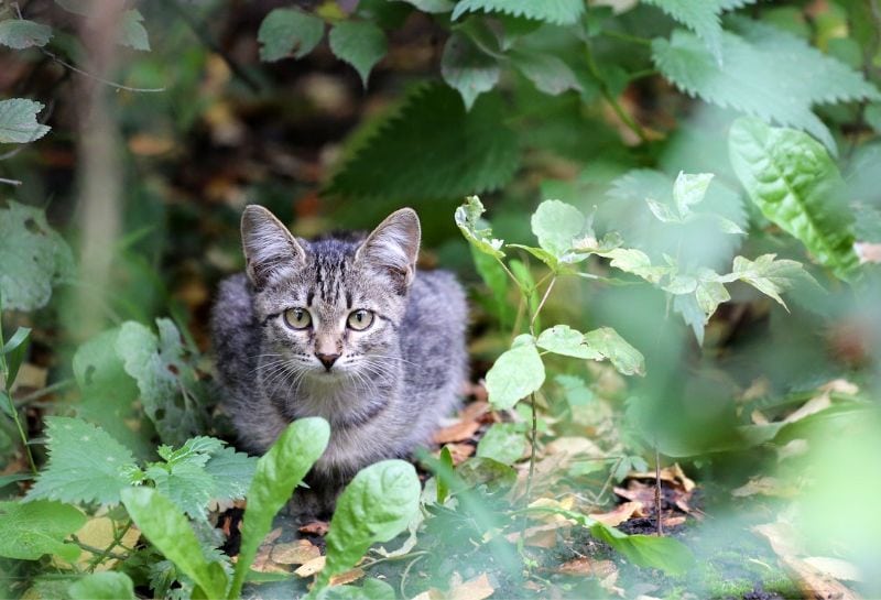 gray stray cat crouching in the foliage outdoors