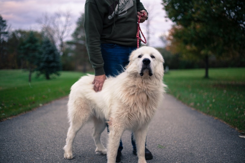 great pyrenees dog with his owner