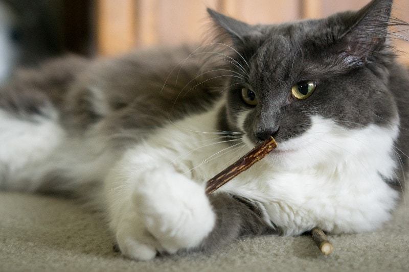 grey and white cat chewing a dental stick