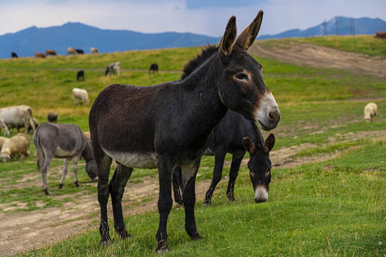group of donkey grazing