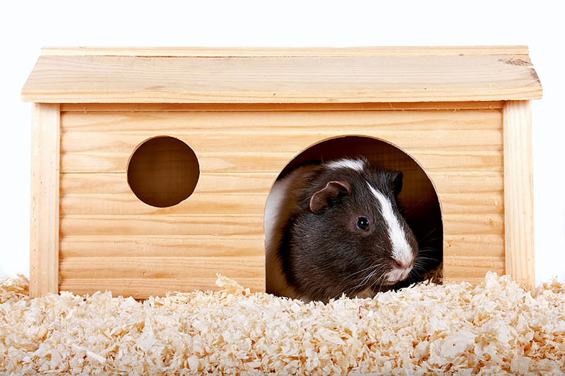 guinea pig in a wooden small house