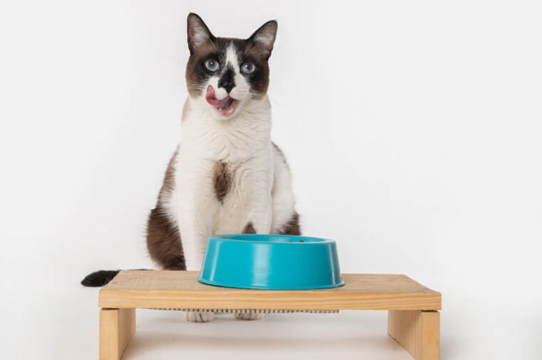happy cat with elevated feeder