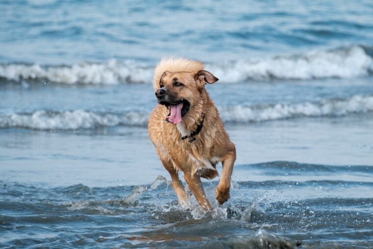 happy dog running at the beach