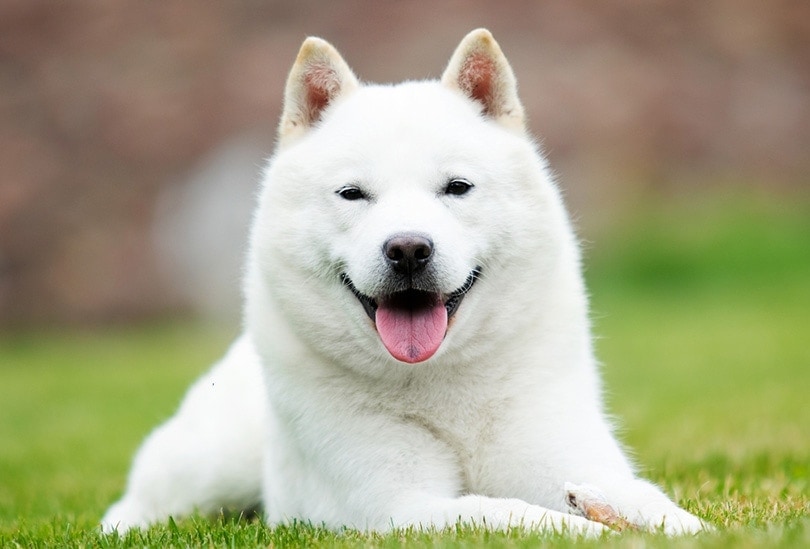 hokkaido dog smiling with tongue