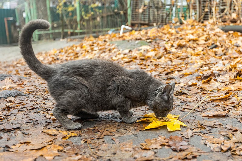 homeless cat eating outside