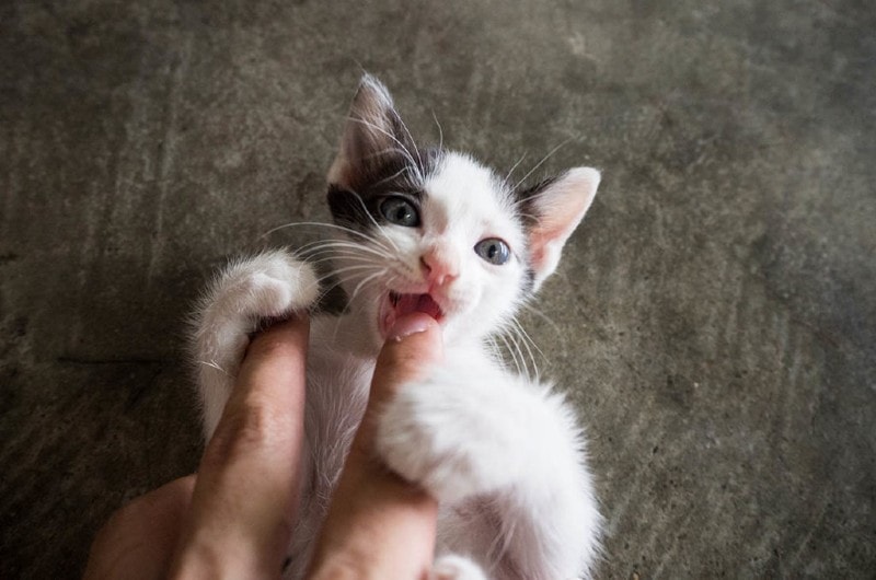 kitten chewing finger