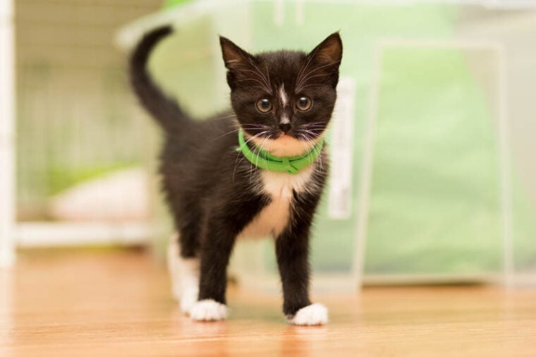 kitten wearing green flea collar