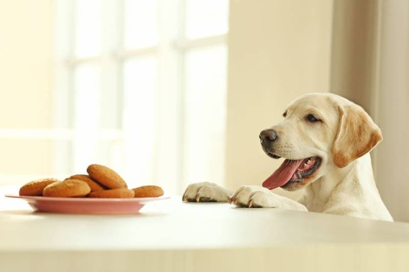 labrador dog looking at the cookies on the table