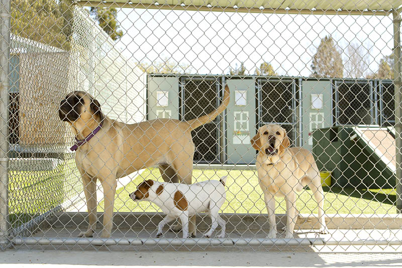 Large and small dogs in daycare or boarding facility
