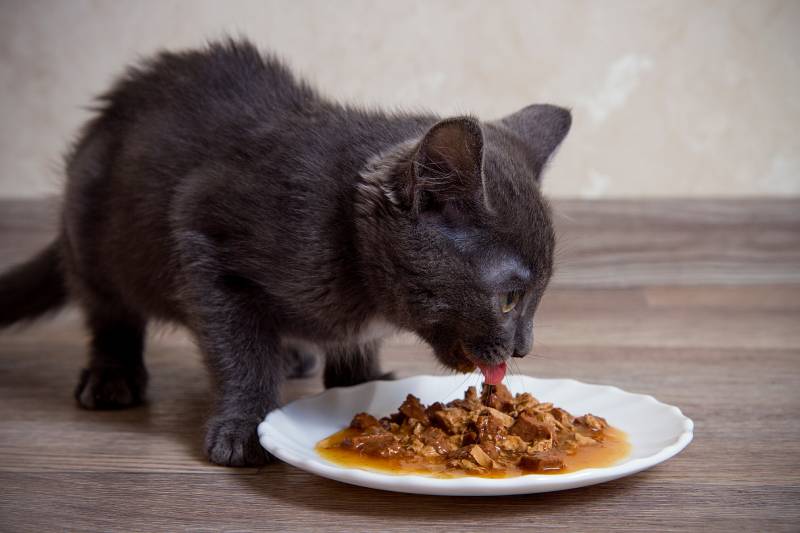 little gray kitten eating wet food on a white plate