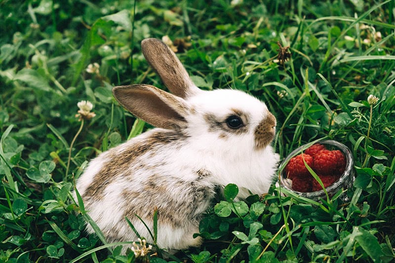 little rabbit eats raspberries
