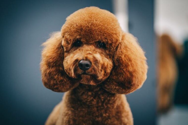maltipoo dog with teddy bear haircut
