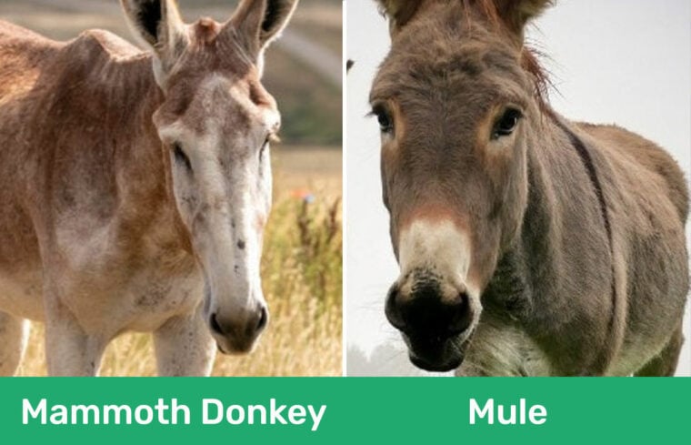 Mammoth Donkey vs. Mule: What’s the Difference? (With Pictures) – Pet ...