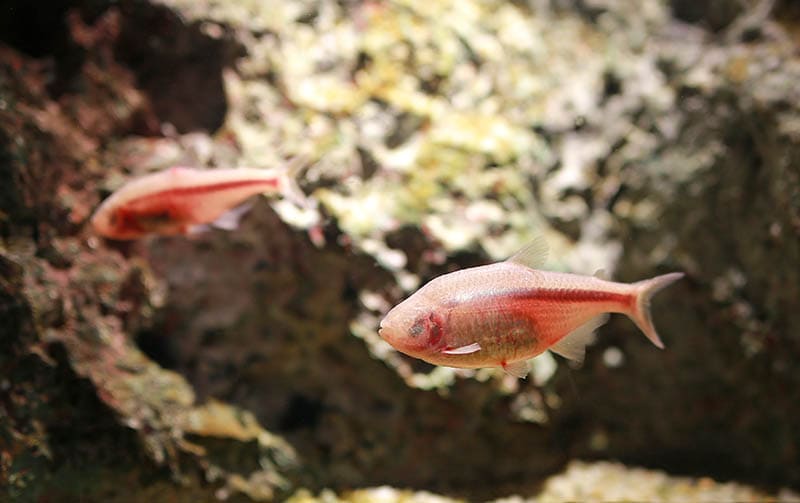 mexican cave fish