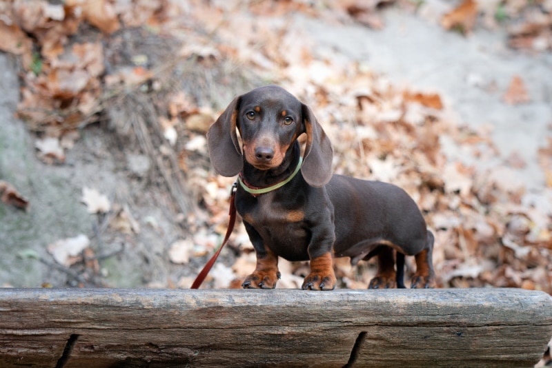 mini dachshund standing on log