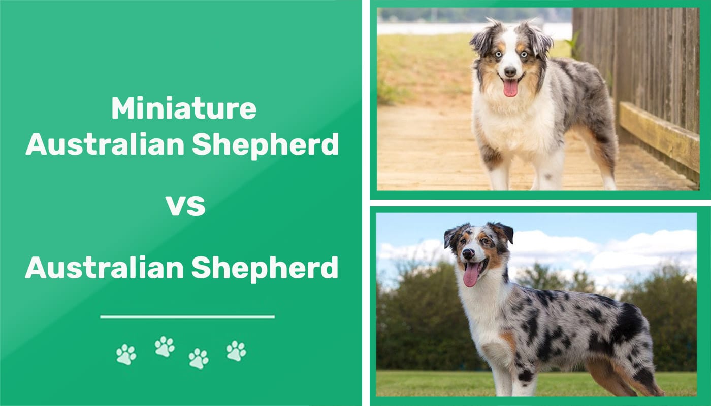 Pudsigt slot suppe Miniature Australian Shepherd vs Australian Shepherd: Which One is Right  for You? | Pet Keen