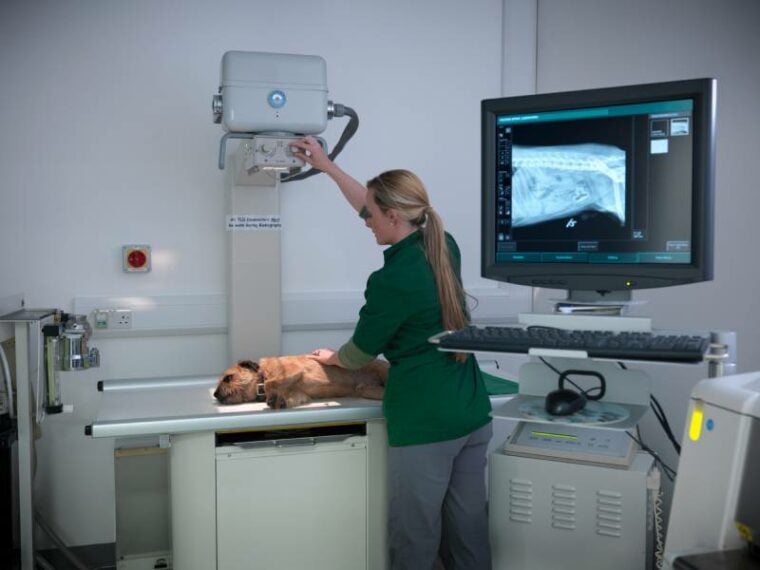 nurse performing xray of dog in the clinic
