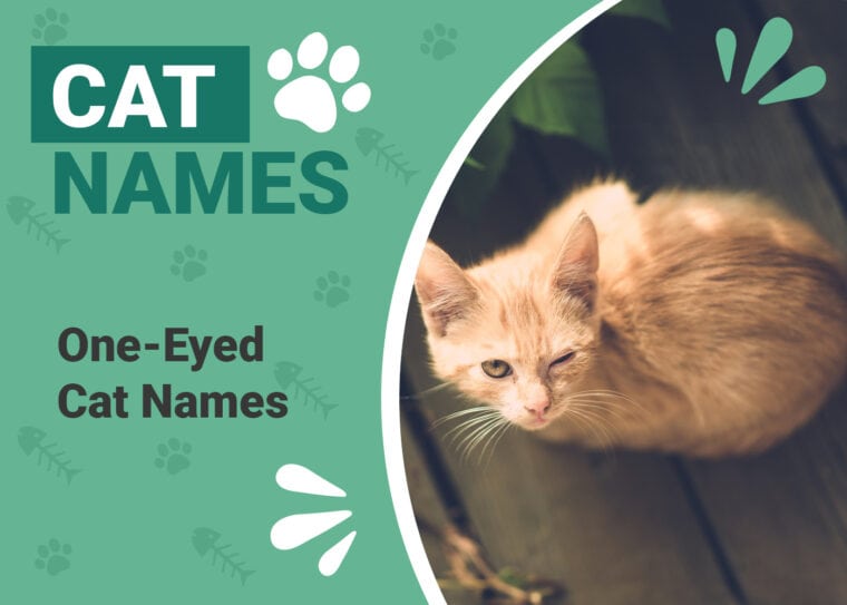 One Eyed Cat Names