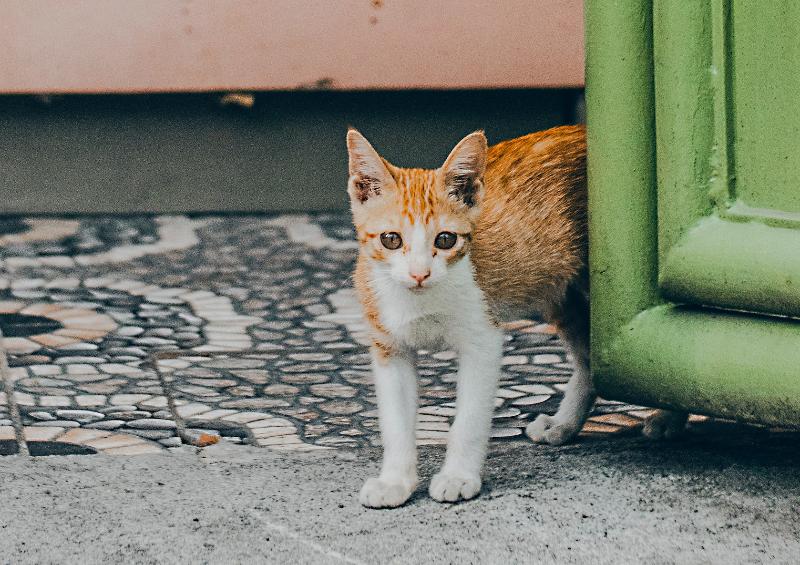 orange and white kitten peeking out from behind a green gate