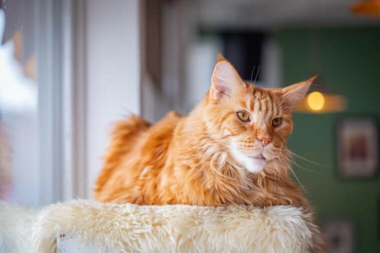 gato naranja en fotografía de primer plano