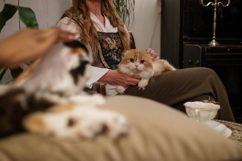 orange cat on woman's lap at home
