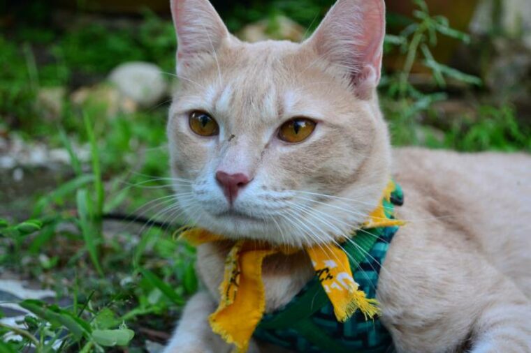 orange cat wearing fabric collar lying on the green grass in the garden
