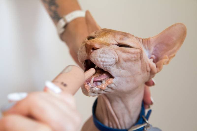 owner forced feeding a sphinx cat using syringe