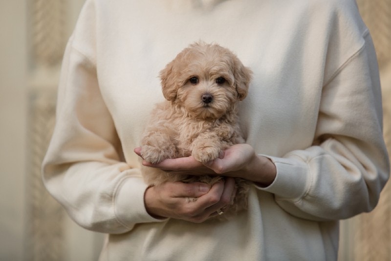 owner holding his cute little maltipoo