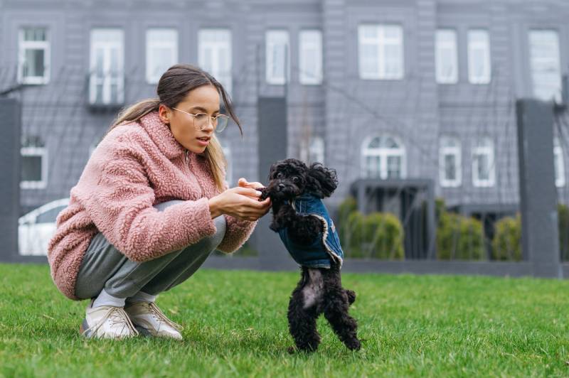 owner playing with toy poodle dog on green grass
