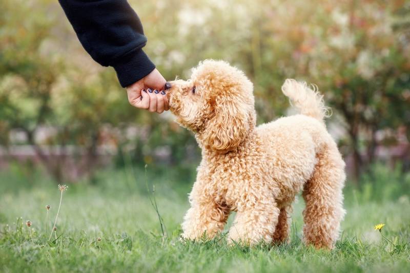owner training her toy poodle dog