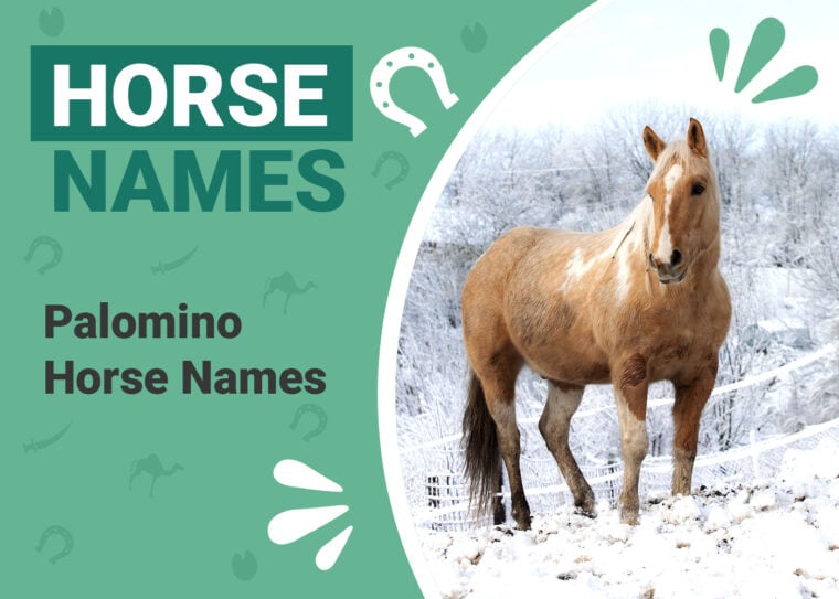 Palomino Horse Names