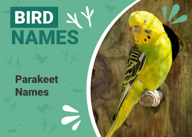 Parakeet Names