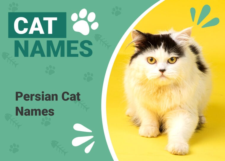 Persian Cat Name