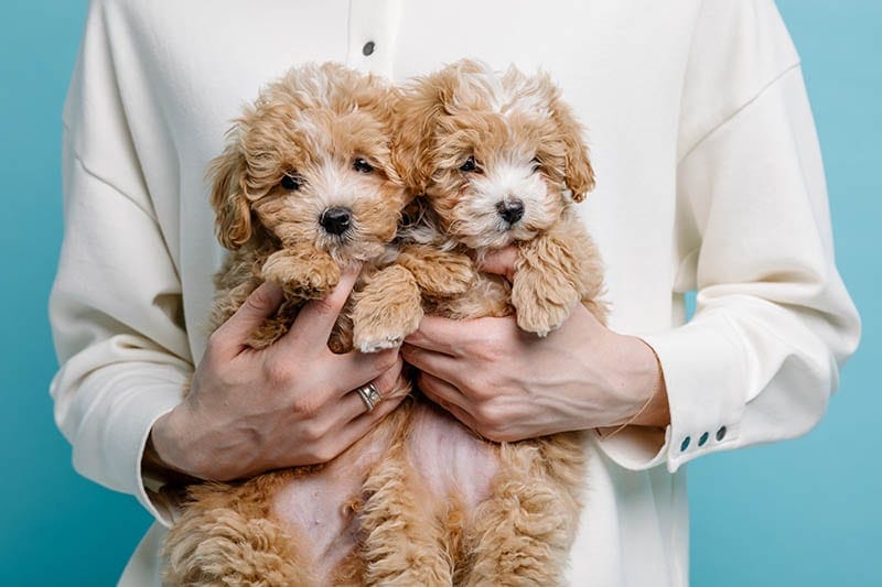 person carrying adorable maltipoo puppies