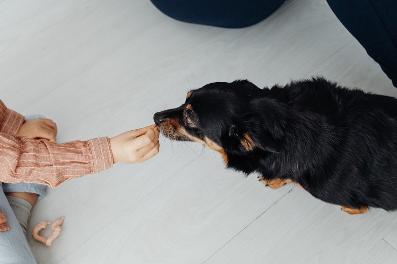 person giving a treat to a black and brown dog