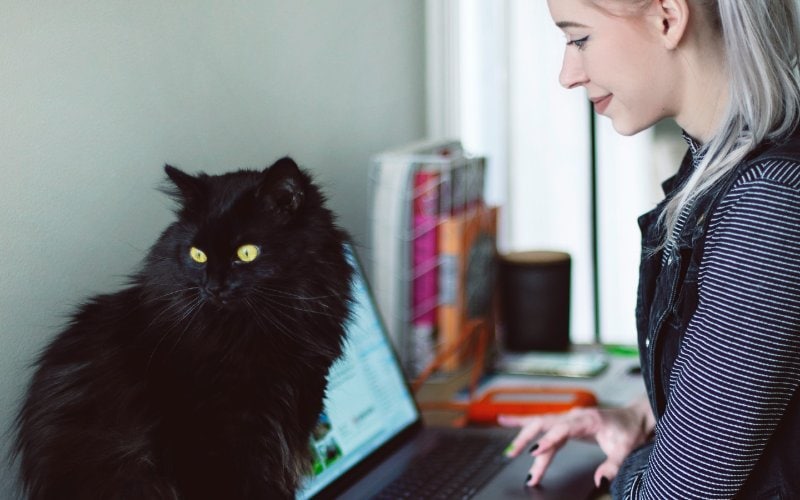 person working on laptop with a black cat on the table