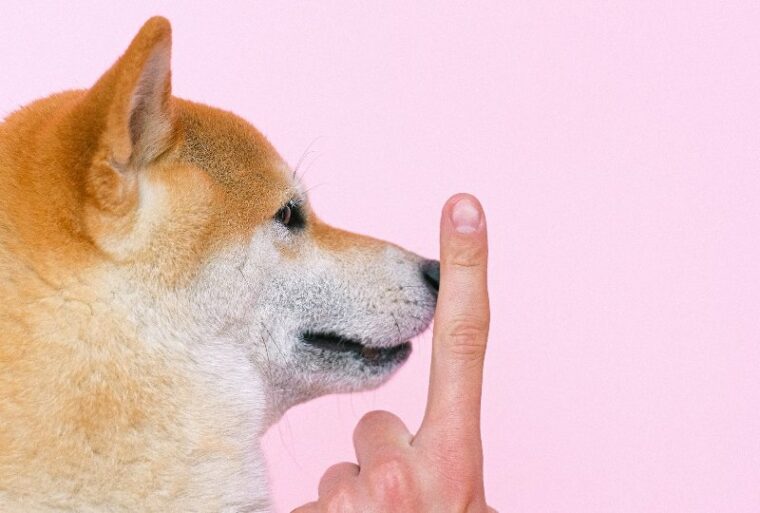 person's hand with pointer finger raised in front of shiba inu dog