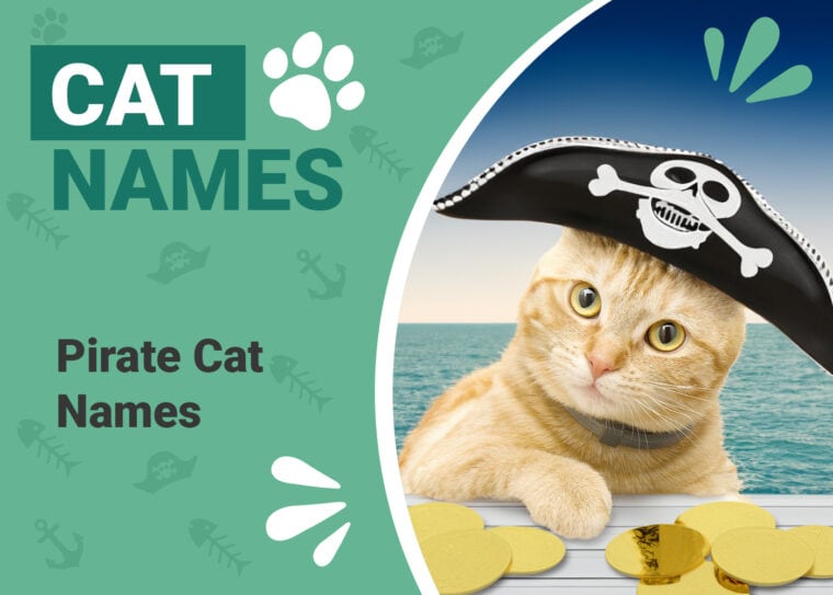Pirate Cat Names