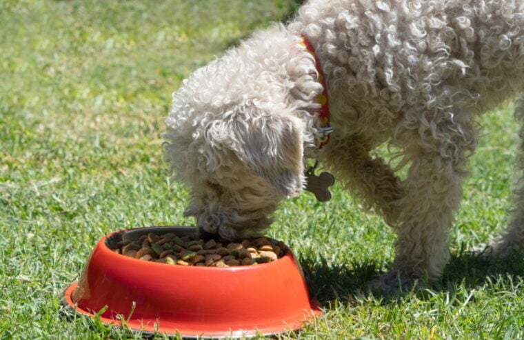 poodle dog eating