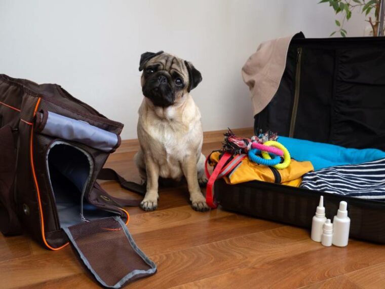 This image has an empty alt attribute; its file name is pug-dog-sits-near-dog-carrier-waiting-to-travel_YekatserynaNetuk_shutterstock-760x570.jpg