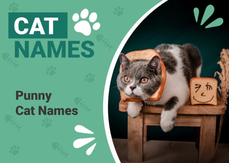 Punny Cat Names