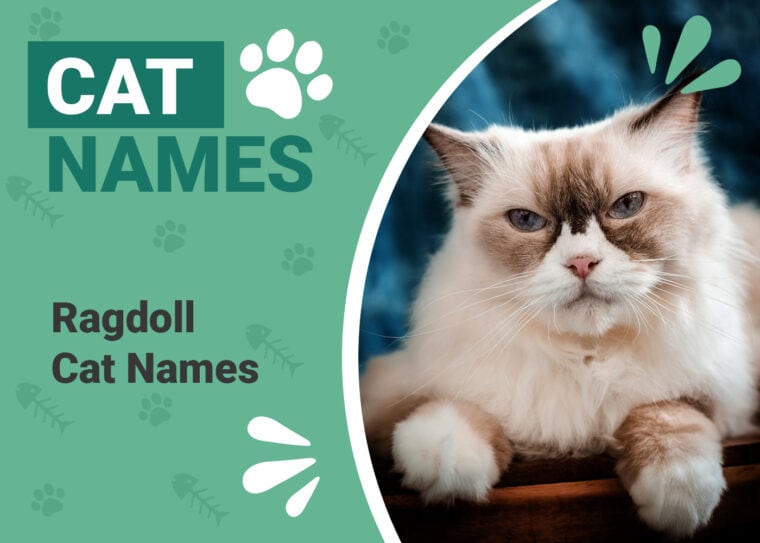 Ragdoll Cat Names